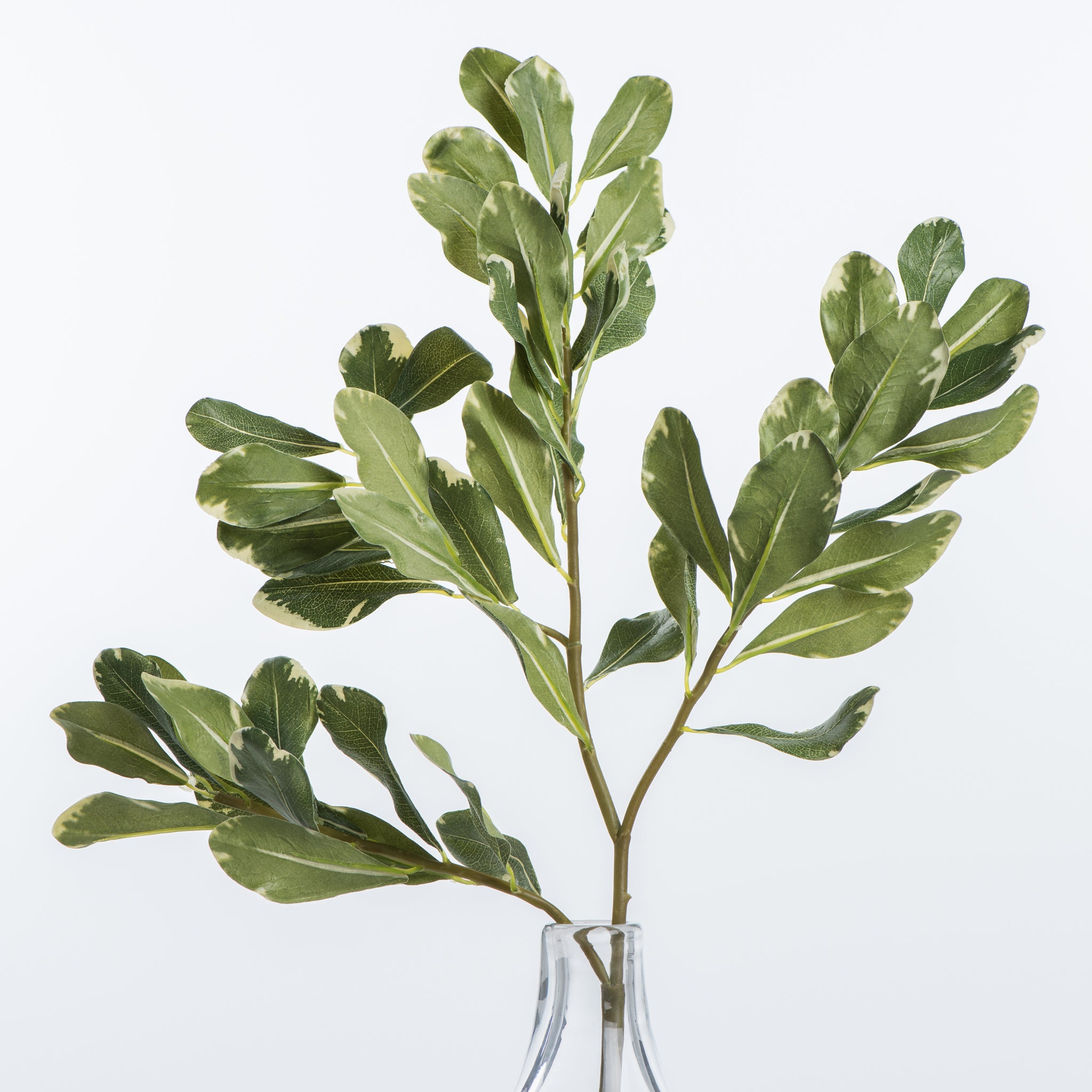 2018-pittosporum-stem